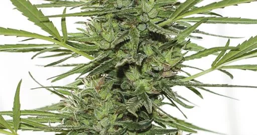Dr. Greenthumb's Dedoverde Haze van Humboldt Seed Organization