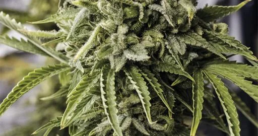 Bubba Kush van Humboldt Seed Organization