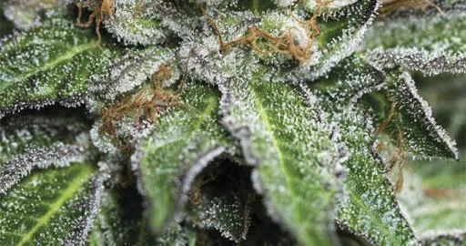 Bubba Kush van Humboldt Seed Organization