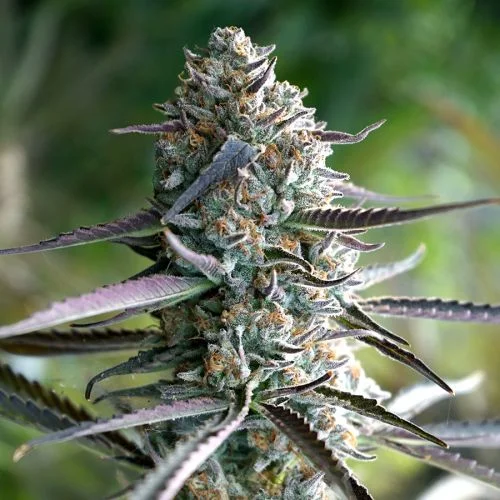 Runtz Fast Flowering van Humboldt Seed Organization
