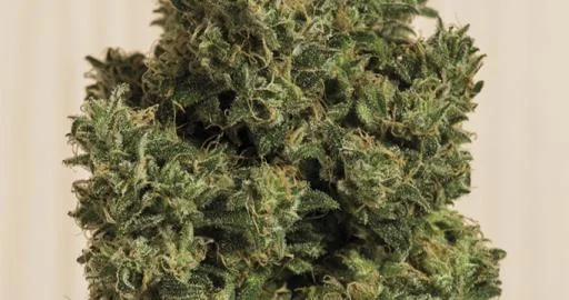 Blue Dream CBD van Humboldt Seed Organization