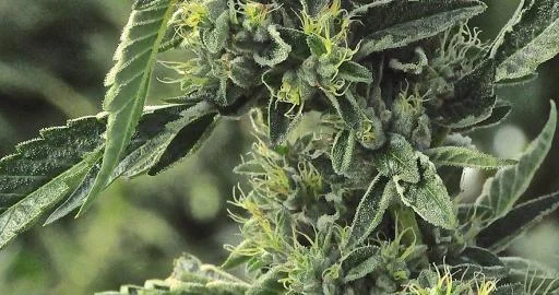 OG Kush van Humboldt Seed Organization