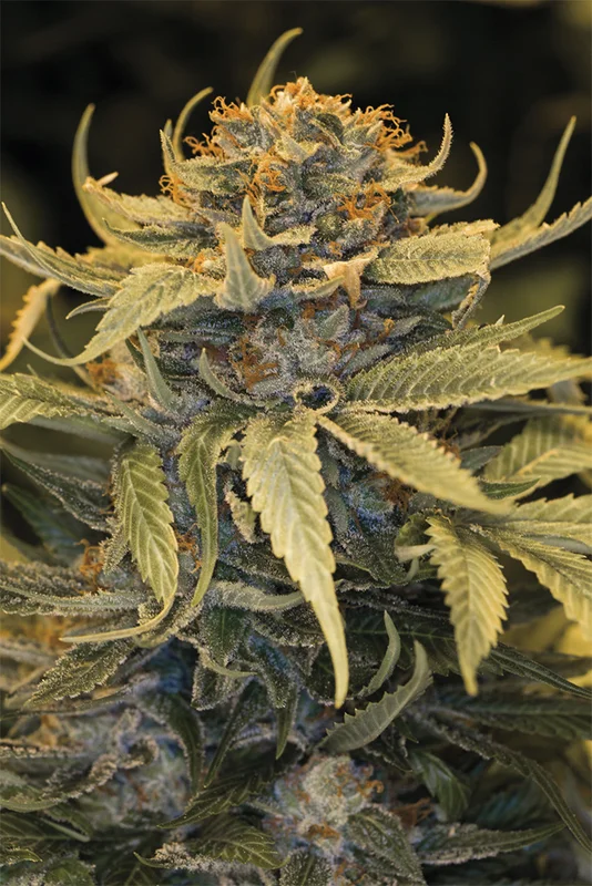 Lost Coast OG van Humboldt Seed Organization