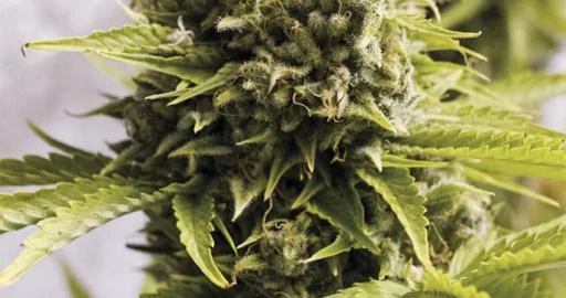 Bubba Cheese van Humboldt Seed Organization
