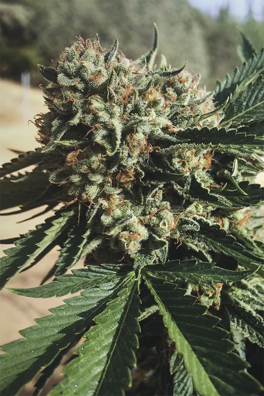 Sapphire OG van Humboldt Seed Organization
