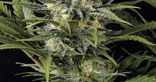 Pineapple Skunk van Humboldt Seed Organization