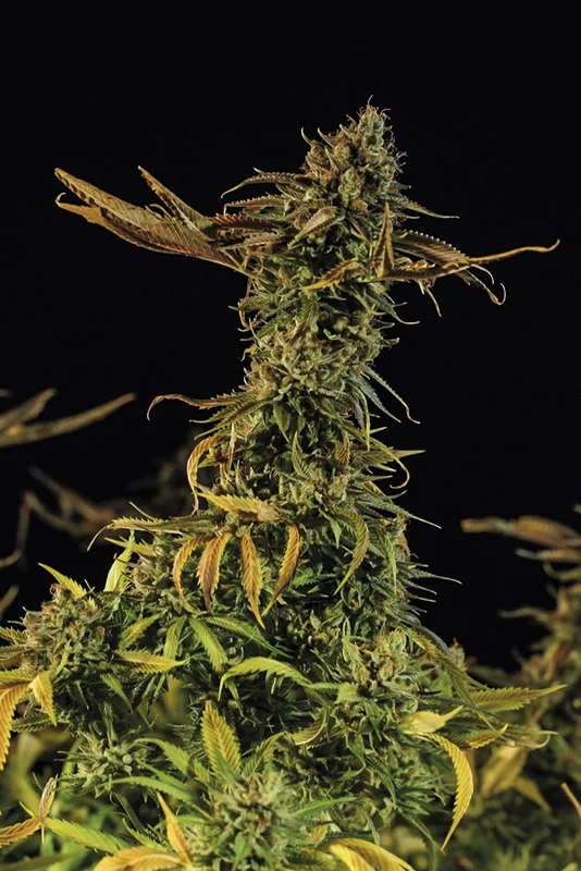 Blueberry Headband van Humboldt Seed Organization