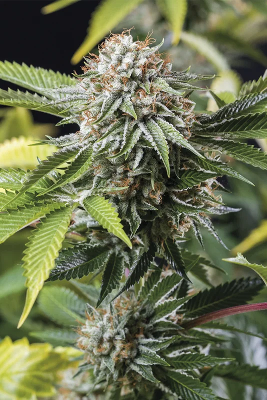 Mango Sapphire van Humboldt Seed Organization