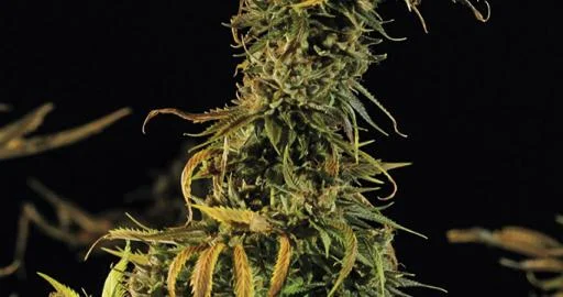 Blueberry Headband van Humboldt Seed Organization