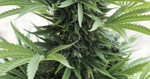 Sour Diesel van Humboldt Seed Organization