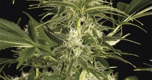 Lemon Juice Express van Humboldt Seed Organization