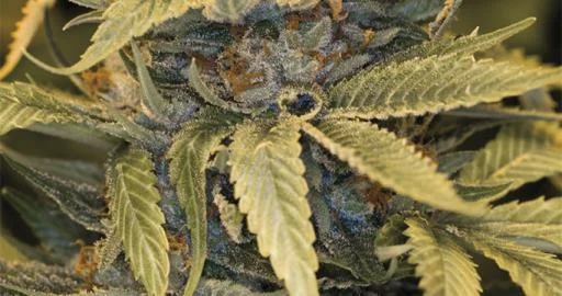 Lost Coast OG van Humboldt Seed Organization