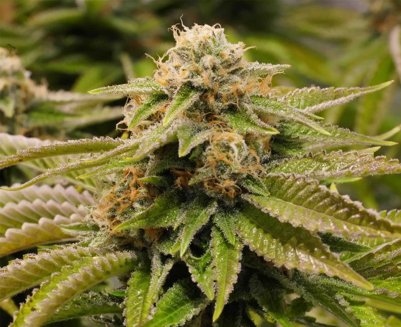 Gorilla Breath van Humboldt Seed Organization