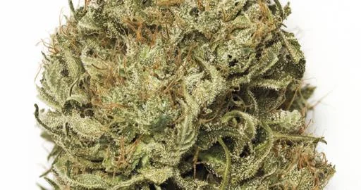 Blue Dream van Humboldt Seed Organization