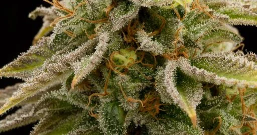Lemon Thai Kush van Humboldt Seed Organization