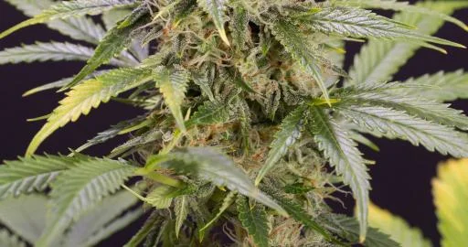 Chocolate Mint OG van Humboldt Seed Organization