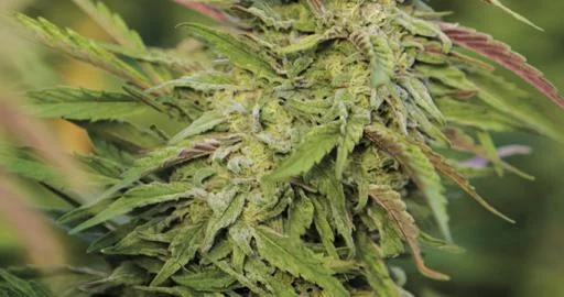 Purple Trainwreck van Humboldt Seed Organization