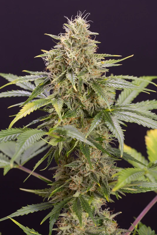 Chocolate Mint OG van Humboldt Seed Organization
