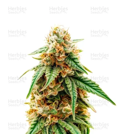 PriZmatic van Humboldt Seed Organization