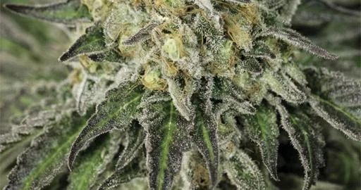 Amherst Sour Diesel van Humboldt Seed Organization