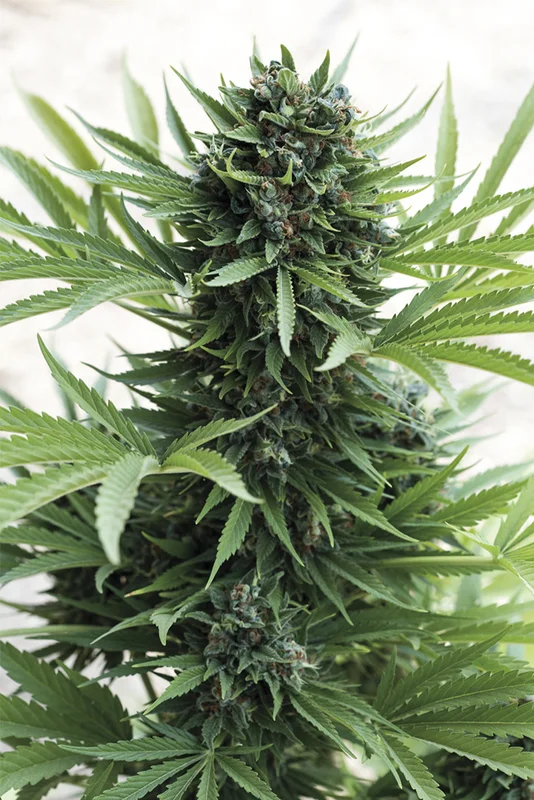 Sour Diesel van Humboldt Seed Organization