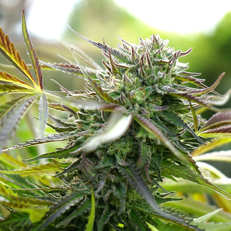 Pineapple Chem van Humboldt Seed Organization