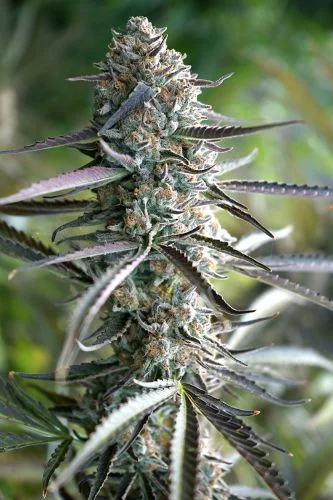 Pineapple Chem van Humboldt Seed Organization