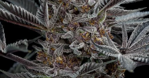 Forbidden Dream van Humboldt Seed Organization