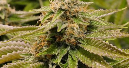 Gorilla Breath van Humboldt Seed Organization