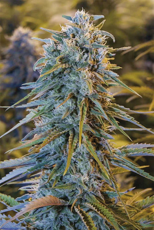 Blue Dream van Humboldt Seed Organization