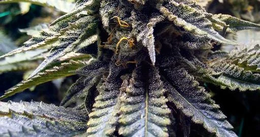 Chocolate Mint OG van Humboldt Seed Organization