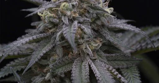 Sugar Breath van Humboldt Seed Organization