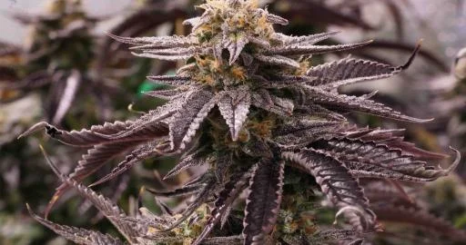 OGKZ van Humboldt Seed Organization