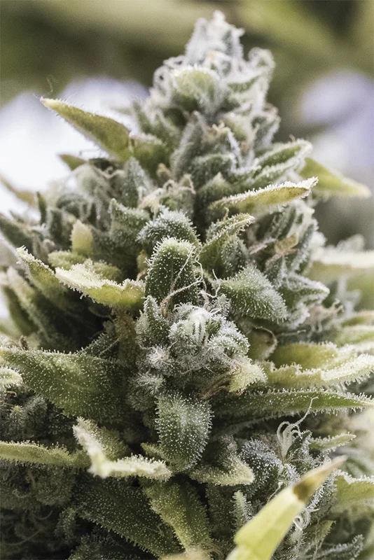 OG Kush van Humboldt Seed Organization