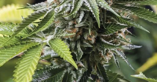 Mango Sapphire van Humboldt Seed Organization