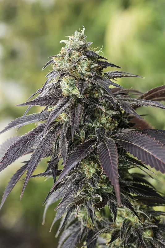 707 Headband van Humboldt Seed Organization