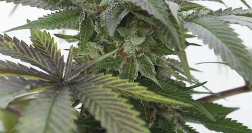 Bubba Kush 2.0 van Humboldt Seed Organization