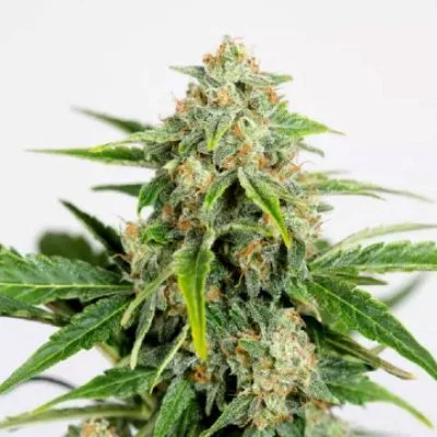 Amnesia Pure CBD van Humboldt Seed Organization