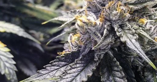 Bubba's Gift van Humboldt Seed Organization