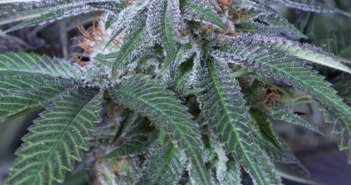 Velvet Octane van Humboldt Seed Organization