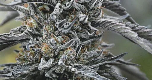 Black D.O.G. van Humboldt Seed Organization