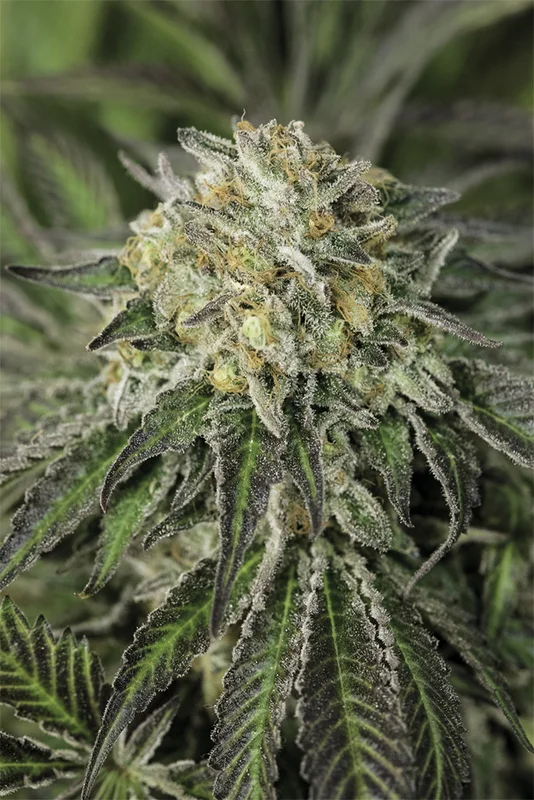 Amherst Sour Diesel van Humboldt Seed Organization