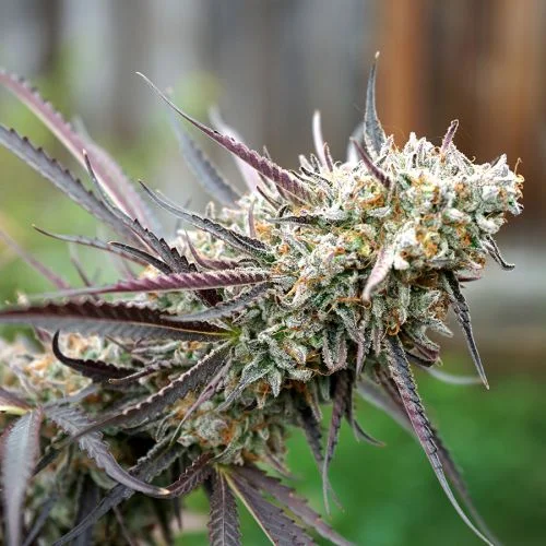 Ice Cream Cake Fast Flowering van Humboldt Seed Organization