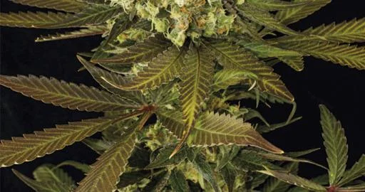 Sour Blueberry van Humboldt Seed Organization