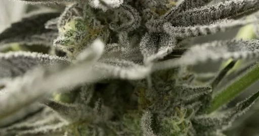 Fast Flowering OGKZ van Humboldt Seed Organization