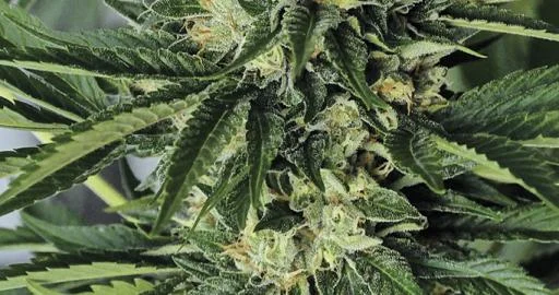 Dr Greenthumb's Em-Dog By B-Real van Humboldt Seed Organization
