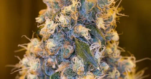 Blue Fire van Humboldt Seed Organization