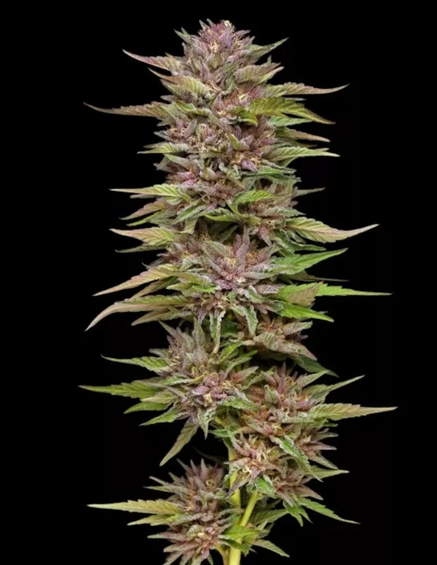 Pineapple Muffin van Humboldt Seed Company