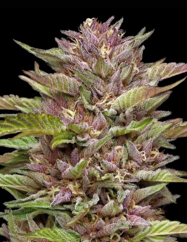 Pineapple Muffin van Humboldt Seed Company