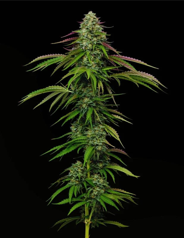 Garlic Budder van Humboldt Seed Company
